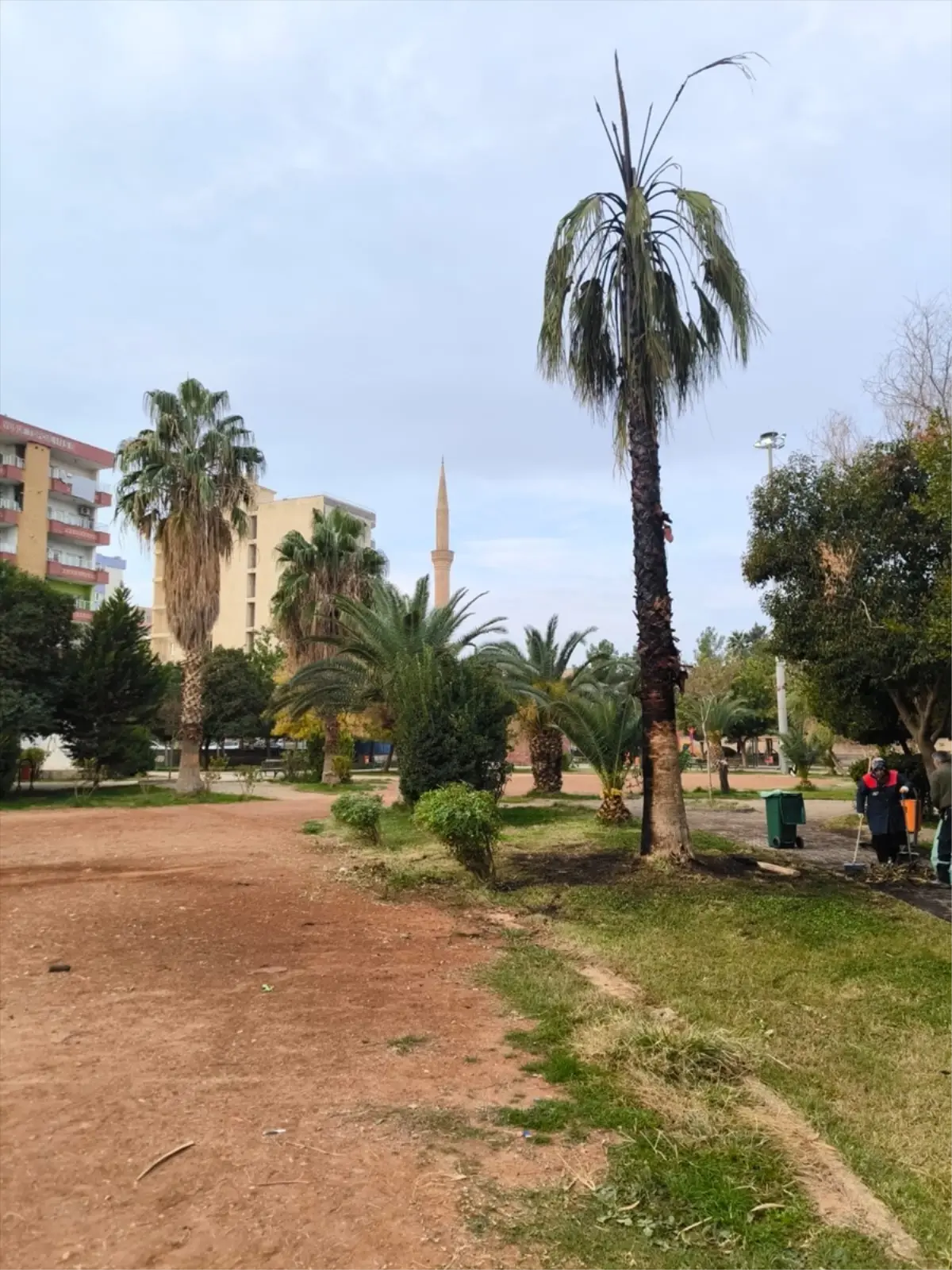 Mardin’de iki parktaki ağaç ve kamelyalara ziyan verildi